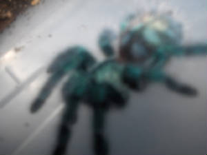 bluboy.jpg