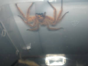 thelcticopismodesta.jpg